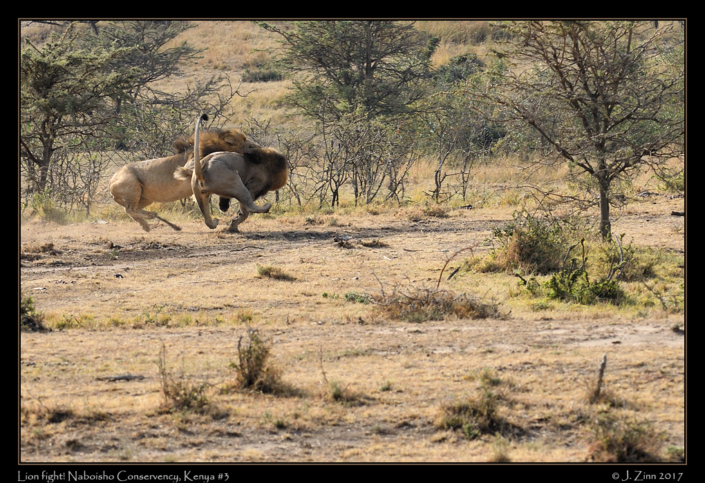 lion_fight[3]
